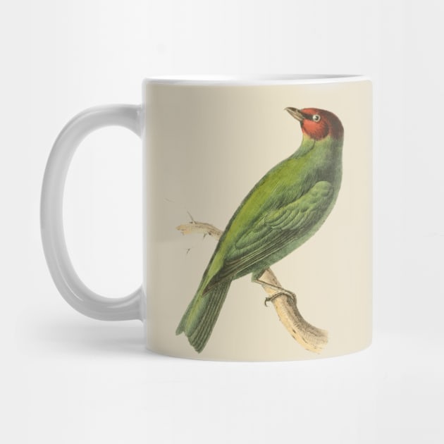 Bay-Headed Tanager Bird Vintage Print by Swainson by TuncGK
